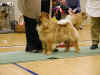 1 unghund, 1 vinder med CK samt 3 i kn i Herlufmagle d. 04.03.2006