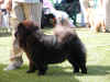 2 unghund i Brndby d. 27.07.2006